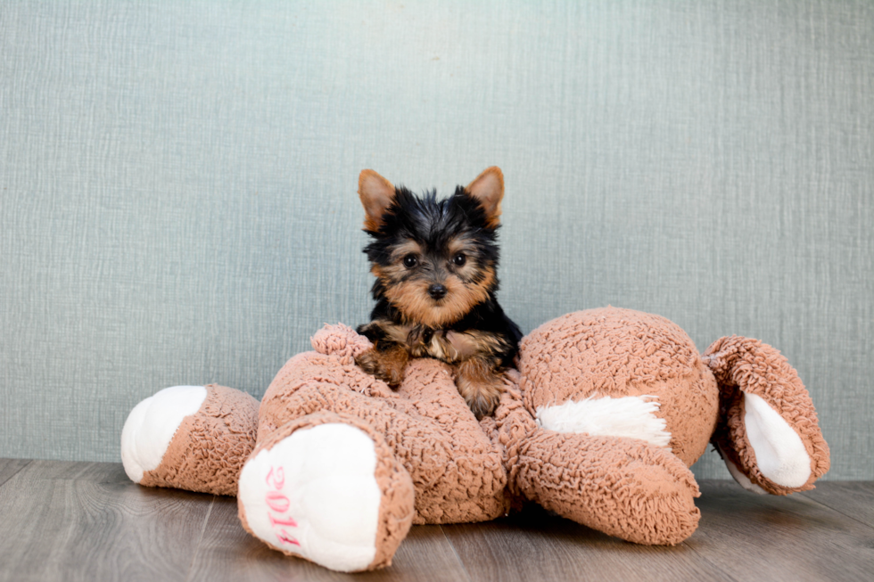 Meet Mindy - our Yorkshire Terrier Puppy Photo 