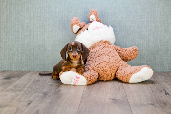 Cute Dachshund Purebred Pup