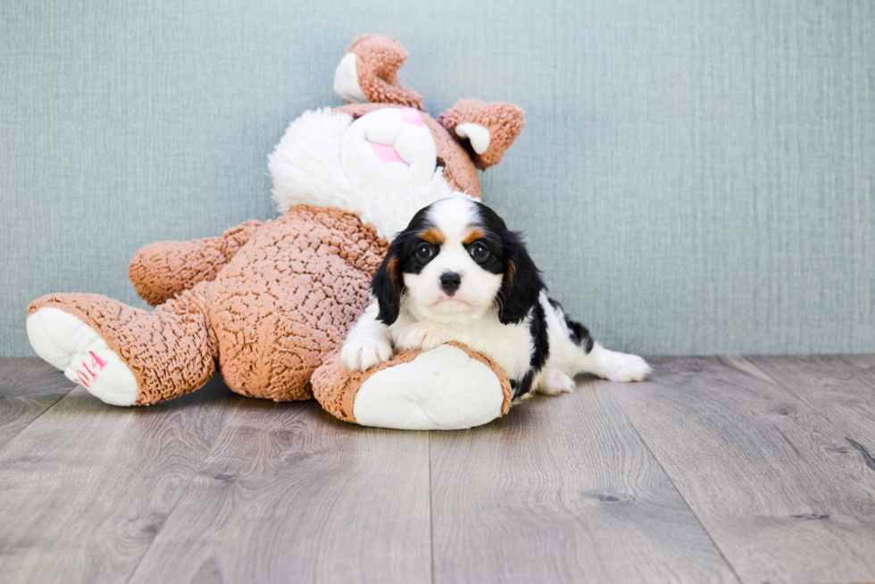 Cavalier King Charles Spaniel Puppy for Adoption