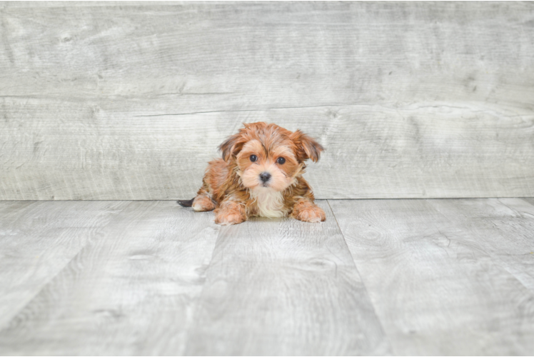 Petite Morkie Designer Pup