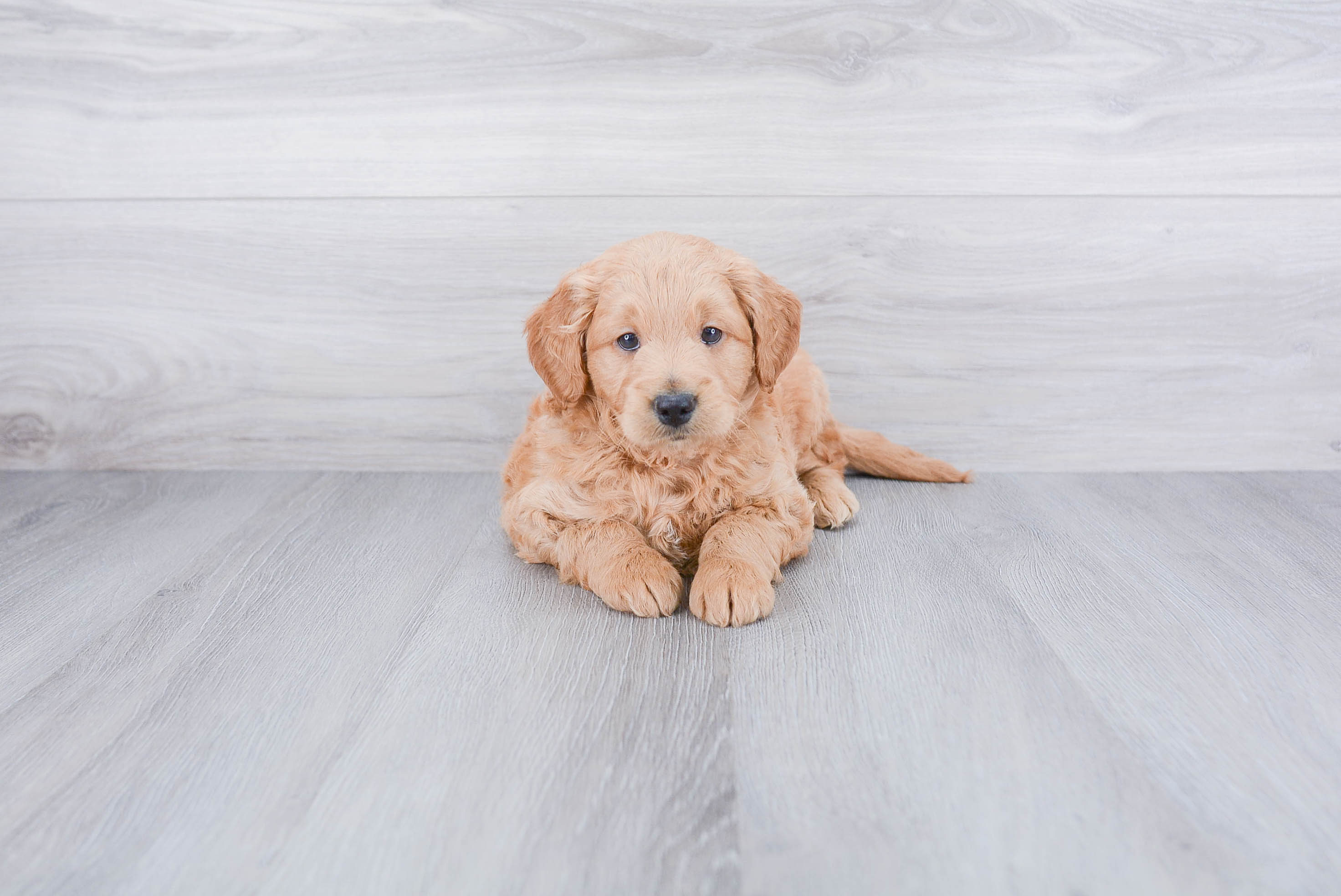 Popular Mini Goldendoodle Poodle Mix Pup