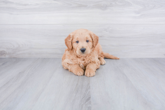 Popular Mini Goldendoodle Poodle Mix Pup