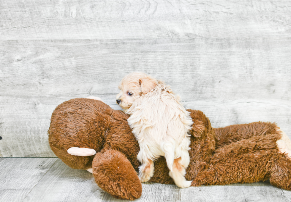 Havanese Puppy for Adoption