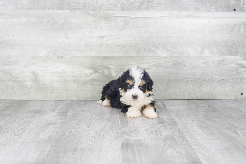 Little Bernadoodle Poodle Mix Puppy