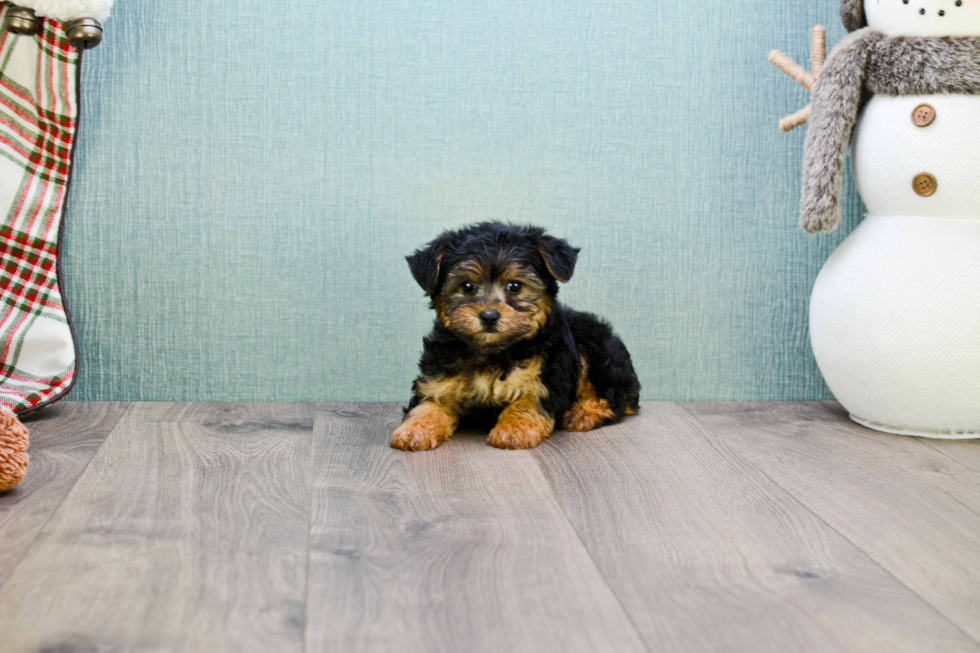 Best Yorkie Poo Baby