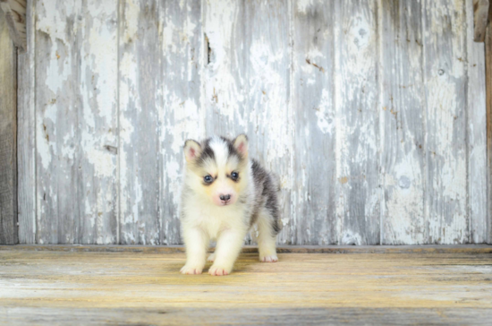 Best Pomsky Baby