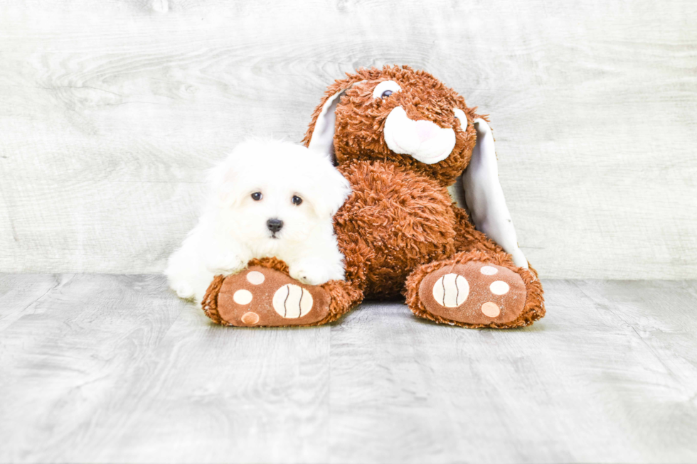 Smart Maltese Purebred Puppy