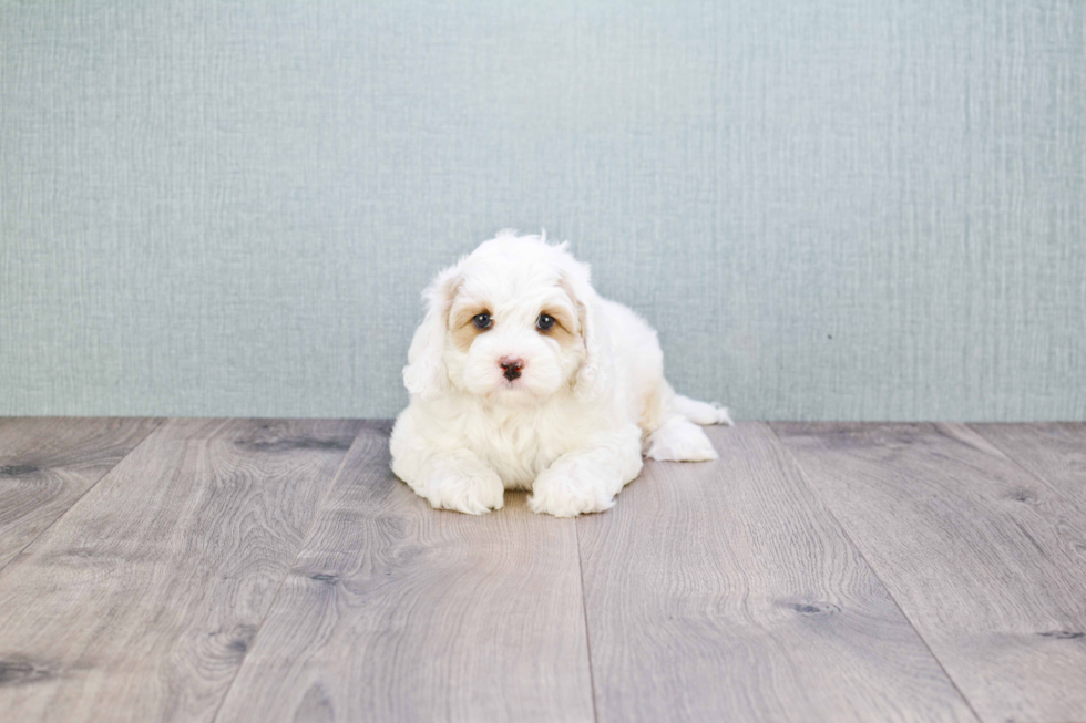 Fluffy Cavapoo Poodle Mix Pup