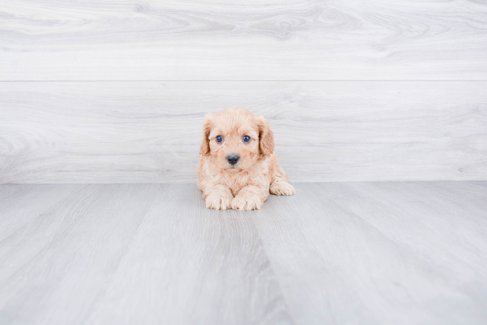 Cavapoo Puppy for Adoption