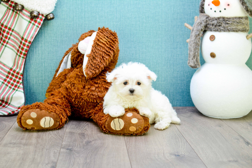 Hypoallergenic Maltese Baby
