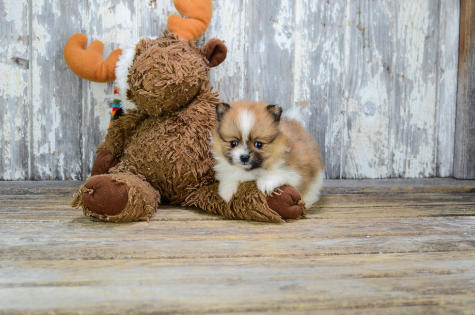 Best Pomeranian Baby