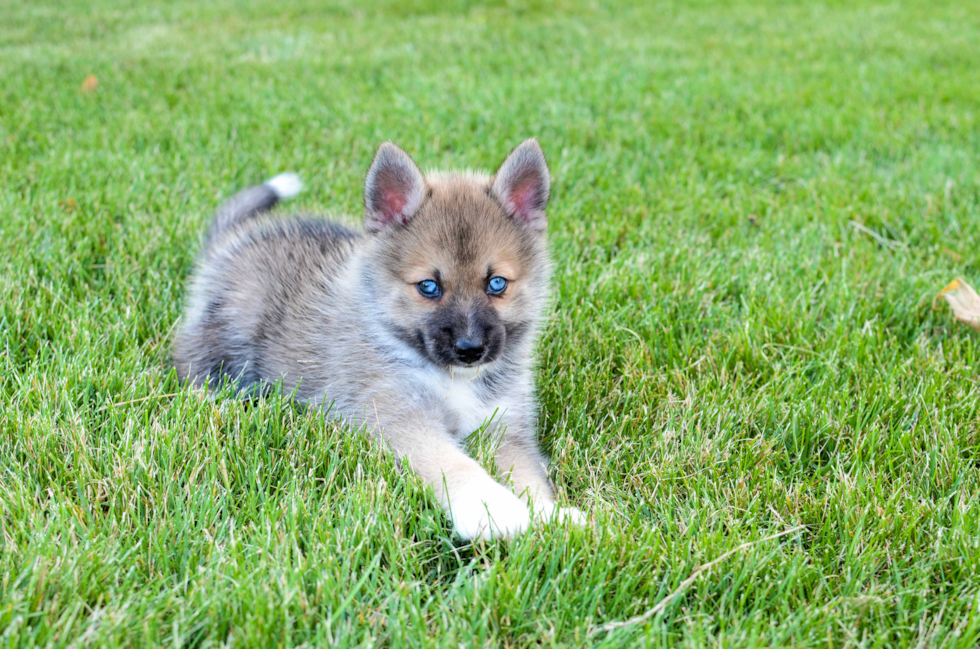 Pomsky Pup Being Cute