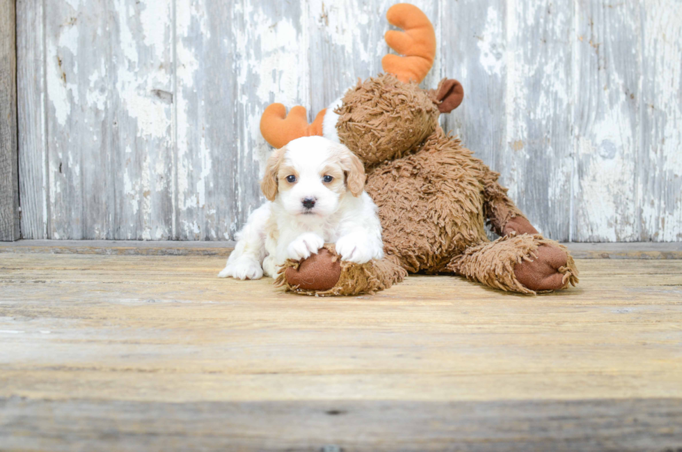 Small Cavapoo Baby