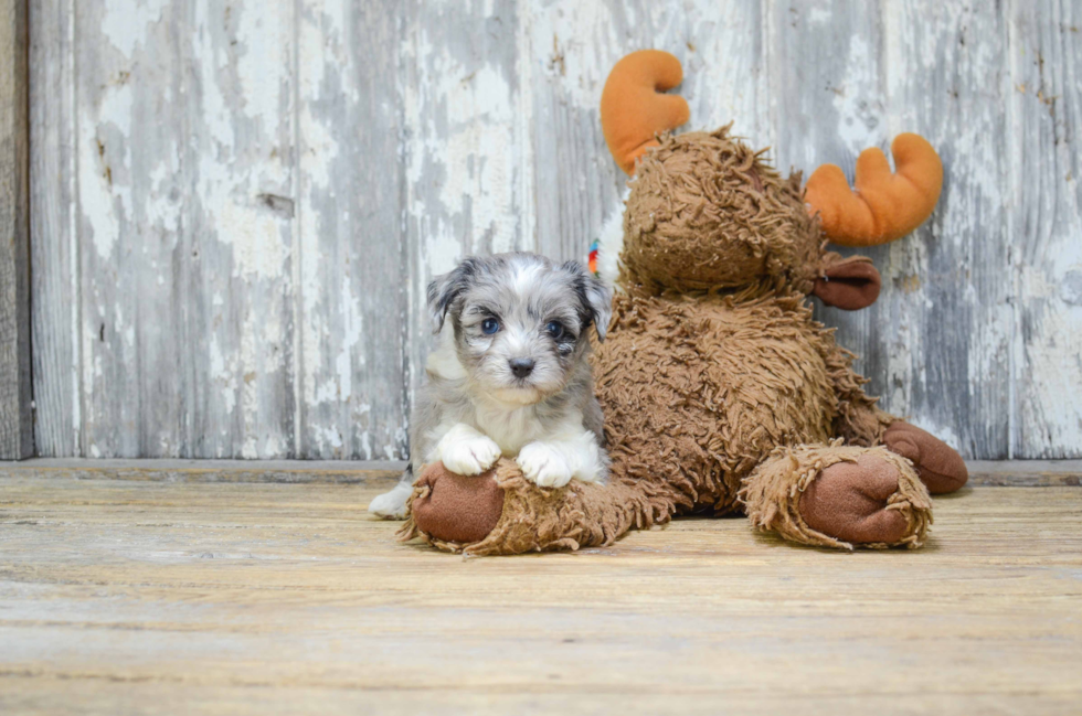 Mini Aussiedoodle Pup Being Cute