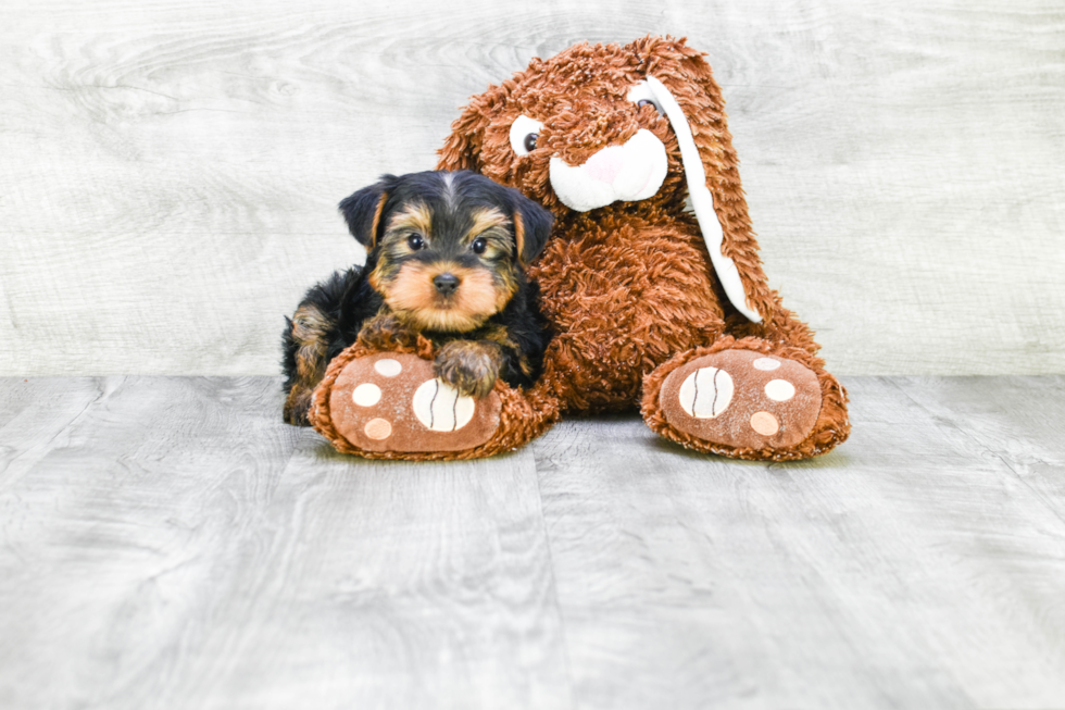 Meet Jeremy - our Yorkshire Terrier Puppy Photo 