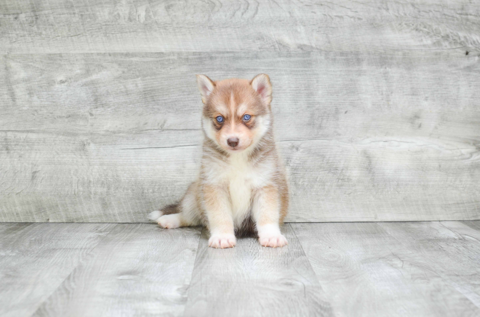 Best Pomsky Baby