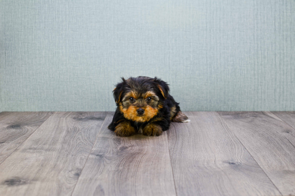 Meet Bella - our Yorkshire Terrier Puppy Photo 