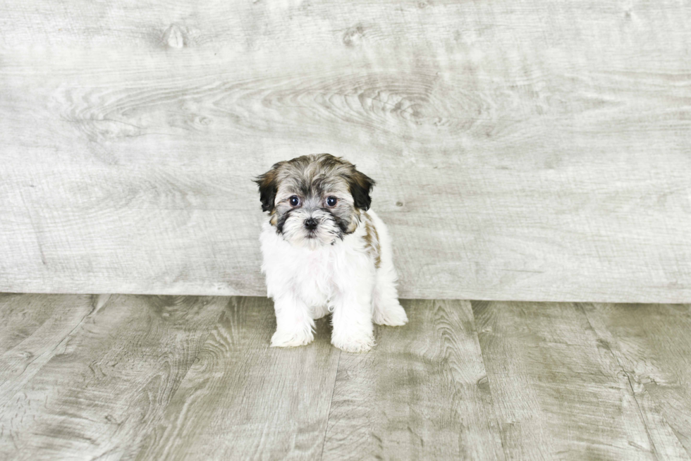 Havanese Pup Being Cute