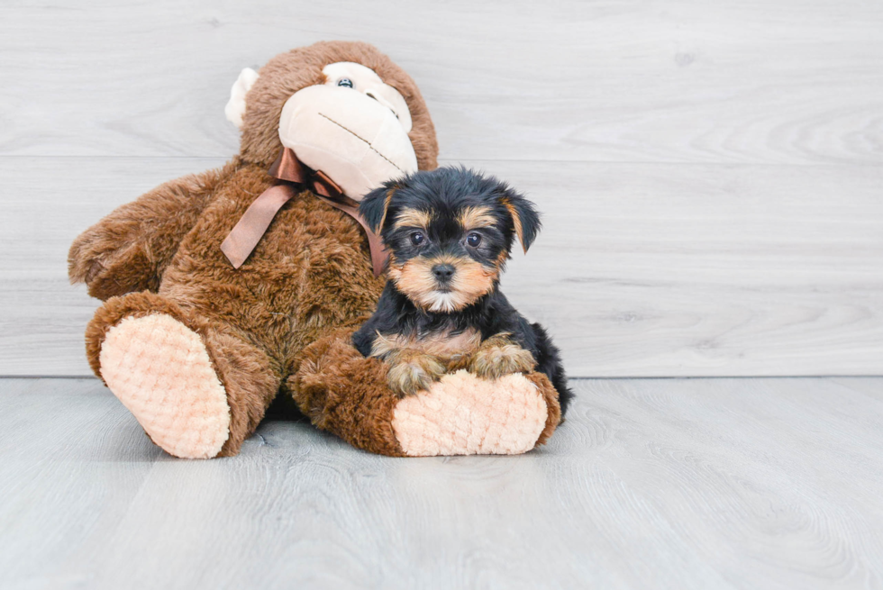 Meet Tinkerbell - our Yorkshire Terrier Puppy Photo 