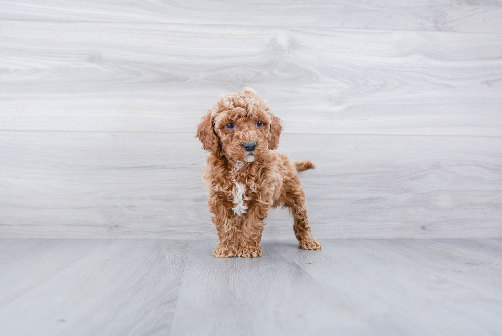 Little Cockerpoo Poodle Mix Puppy