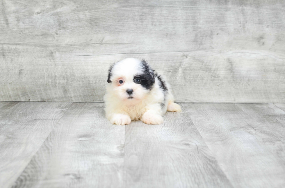 Teddy Bear Pup Being Cute