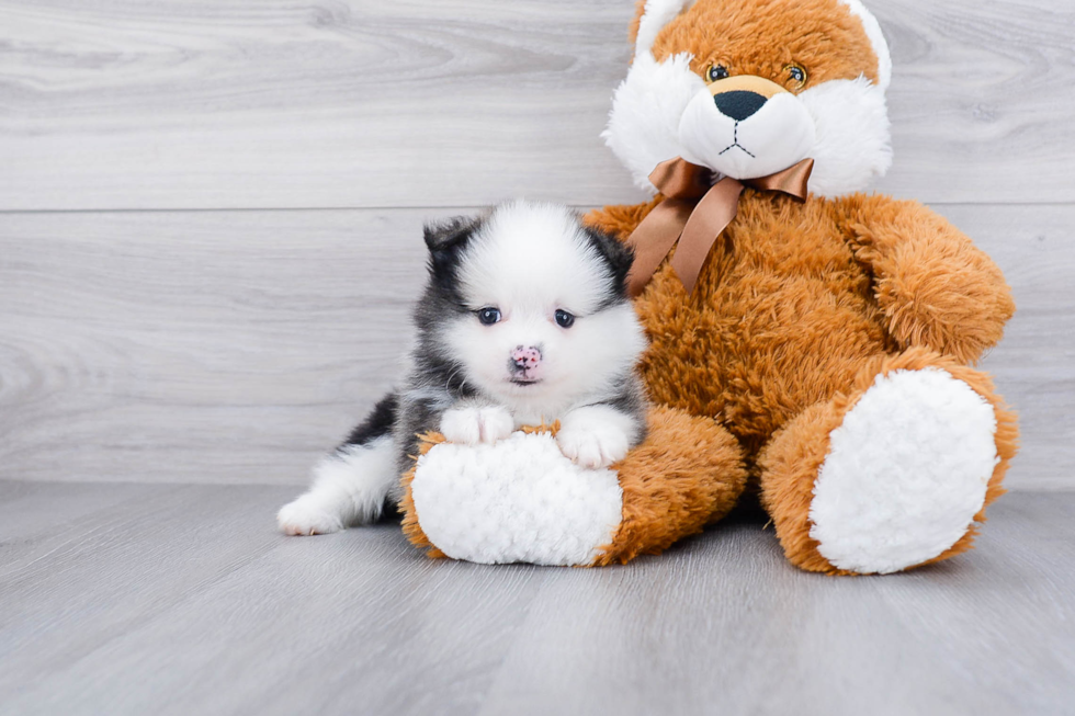 Best Pomeranian Baby