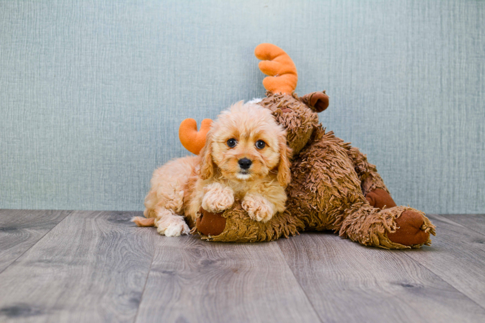 Best Cavapoo Baby