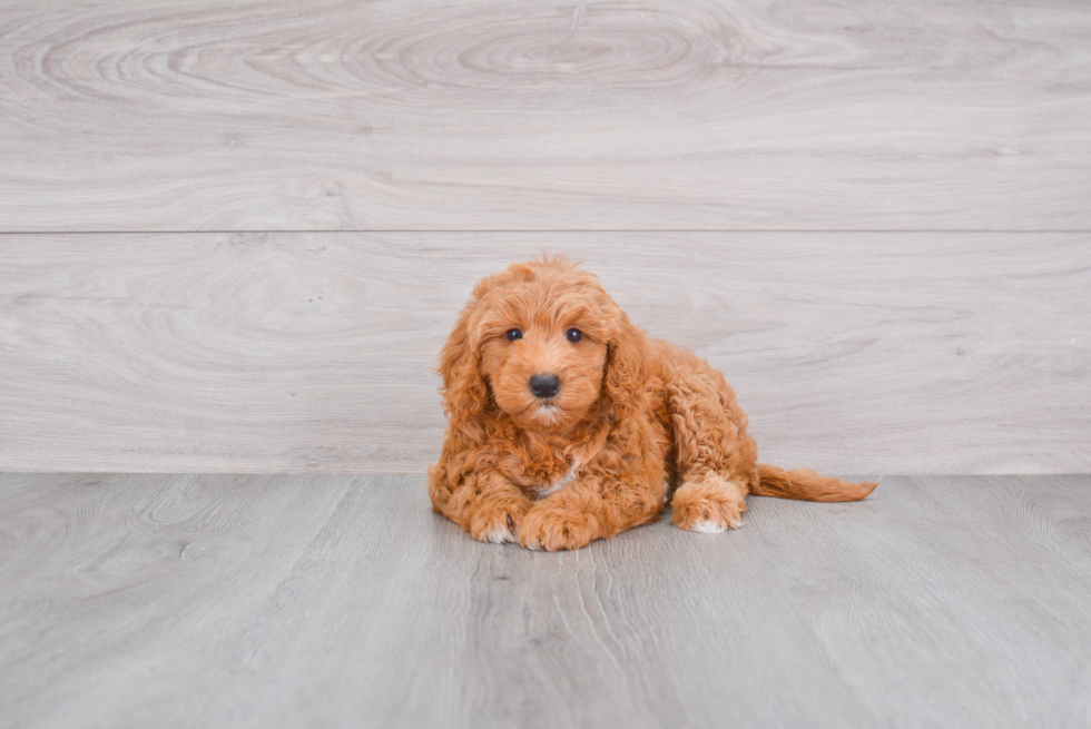 Mini Goldendoodle Pup Being Cute