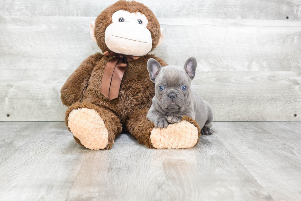 Best French Bulldog Baby