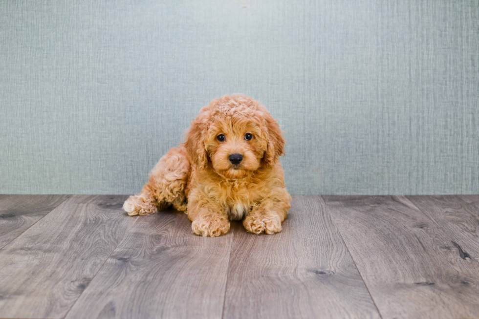 Fluffy Mini Goldendoodle Poodle Mix Pup