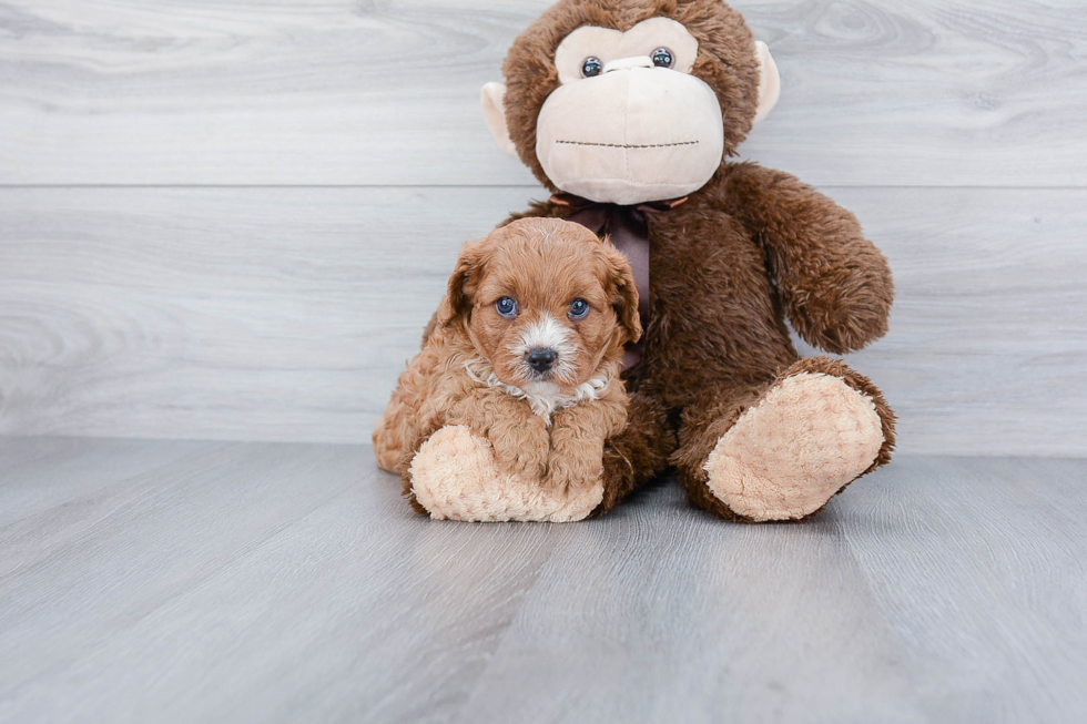 Energetic Cavoodle Poodle Mix Puppy