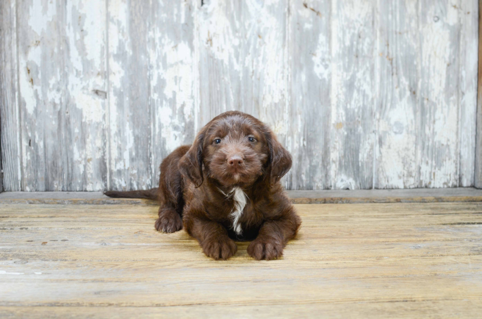 Little Labrador Poodle Mix Puppy