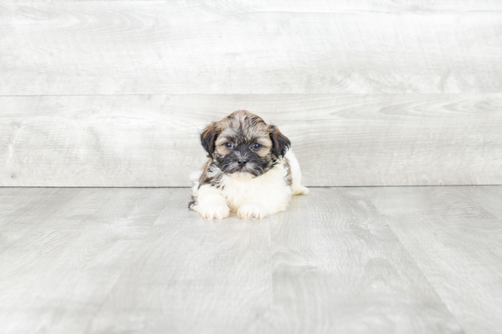 Little Shichon Designer Puppy