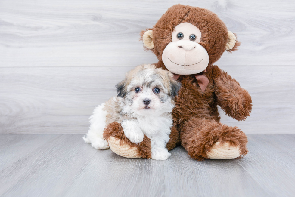 Best Havanese Baby