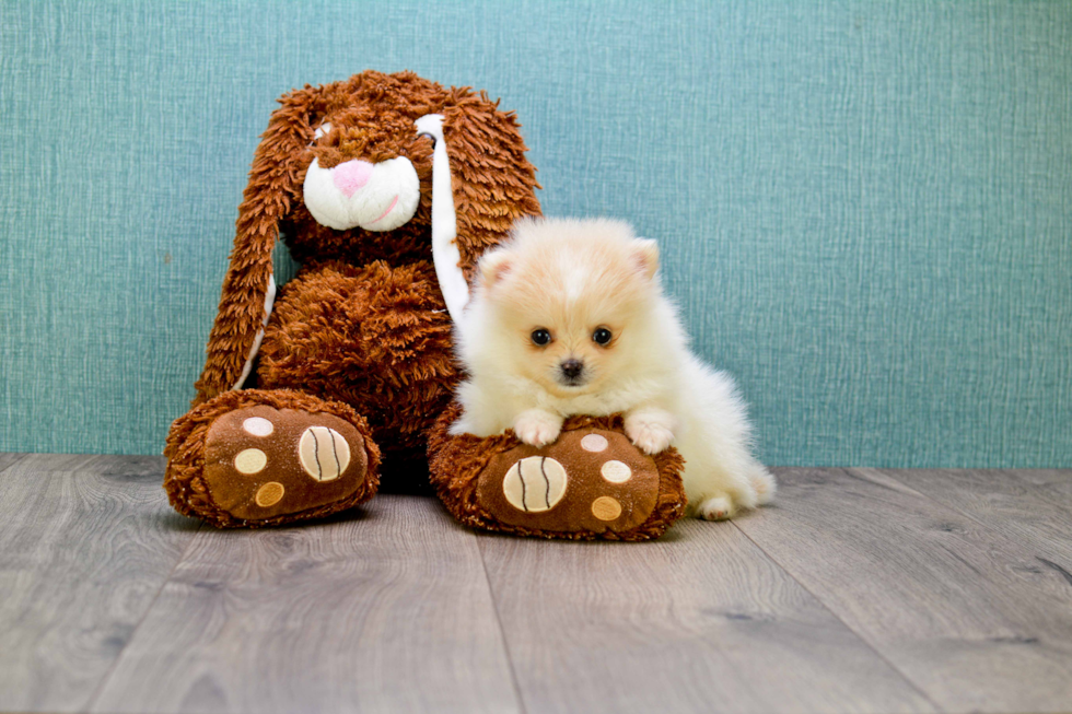 Pomeranian Pup Being Cute