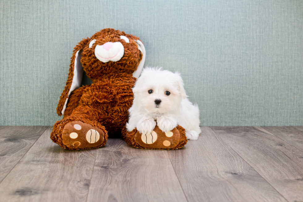 Maltese Puppy for Adoption