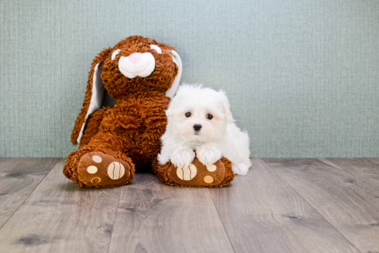 Maltese Puppy for Adoption