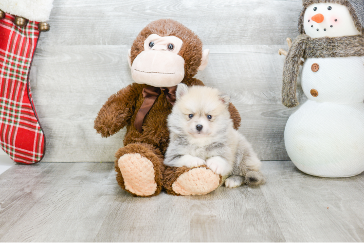 Pomsky Pup Being Cute