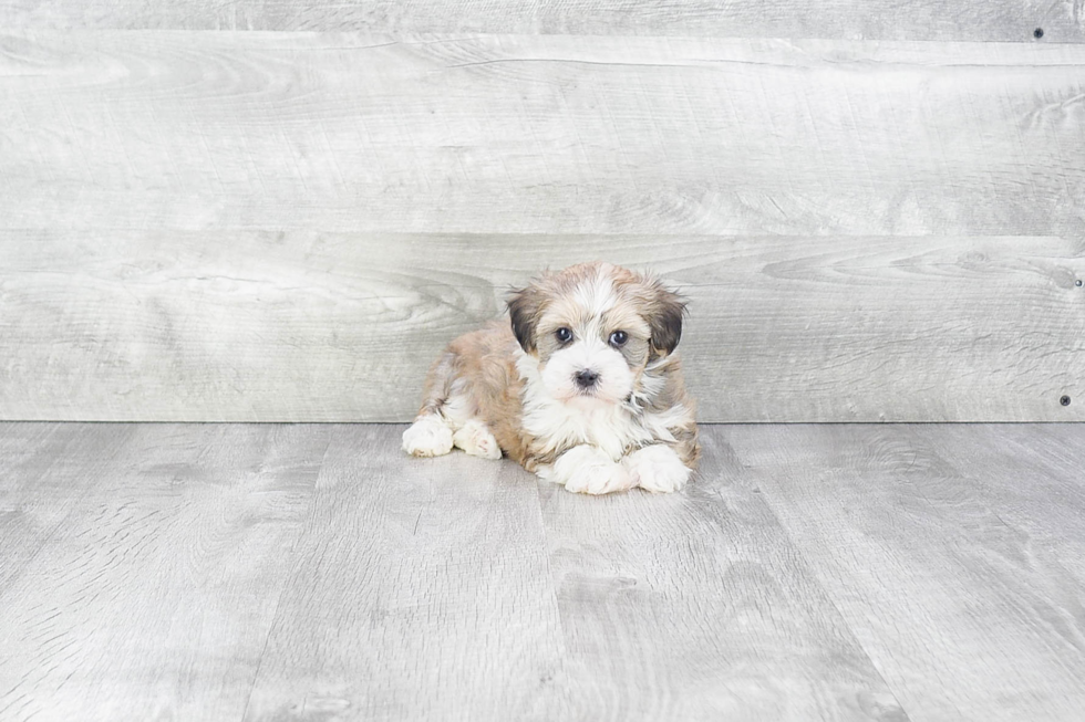 Best Havanese Baby