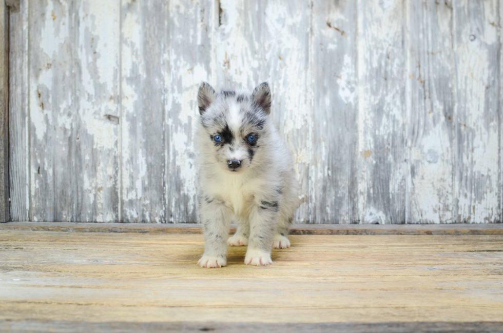 Fluffy Pomsky Designer Pup