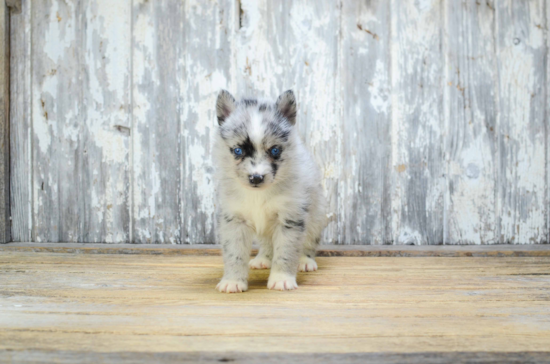 Fluffy Pomsky Designer Pup