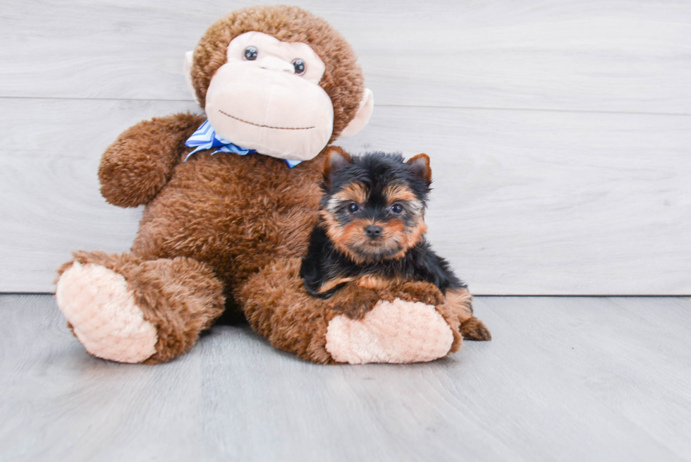 Meet Goldie - our Yorkshire Terrier Puppy Photo 