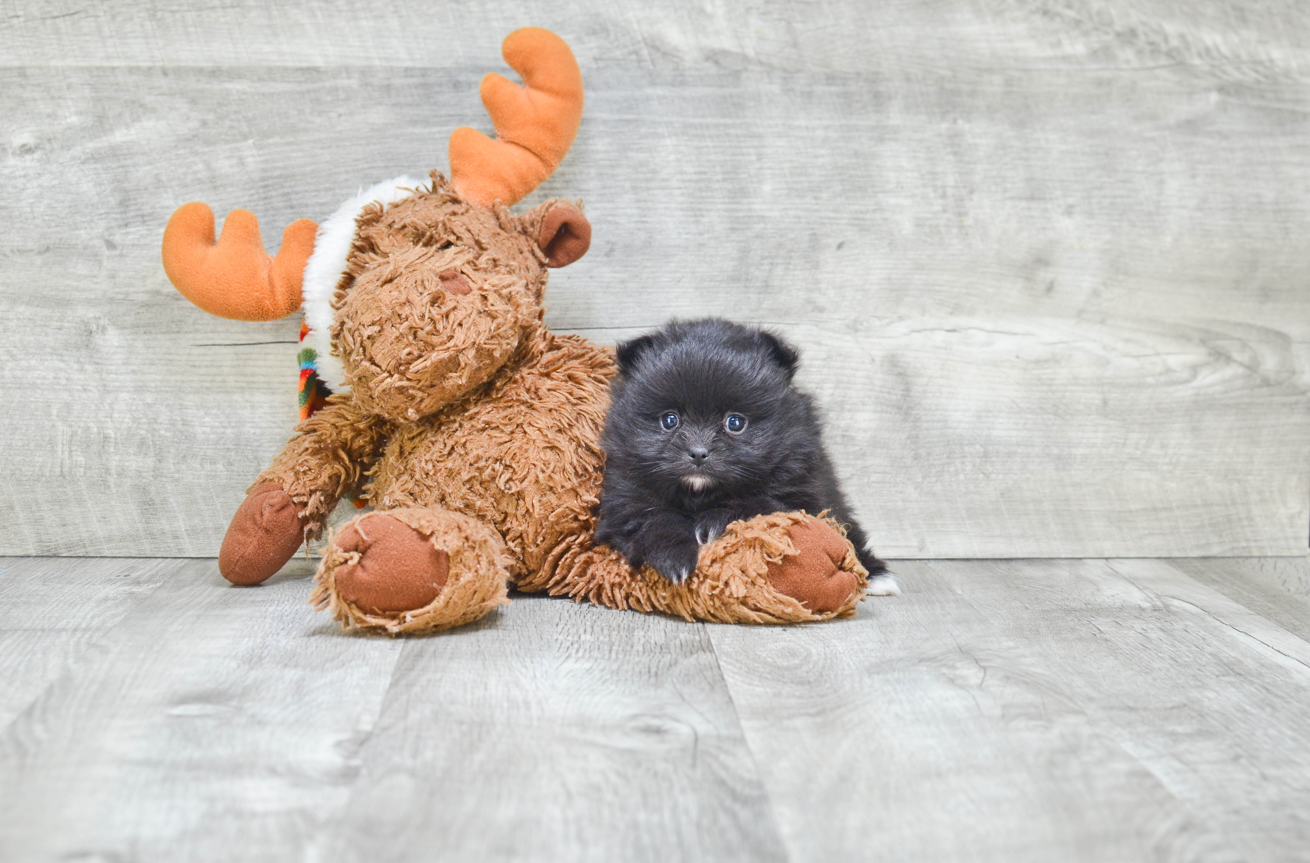 Pomeranian Pup Being Cute