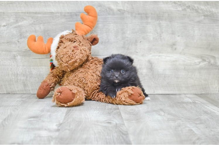 Pomeranian Pup Being Cute