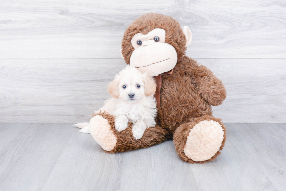 Best Maltipoo Baby