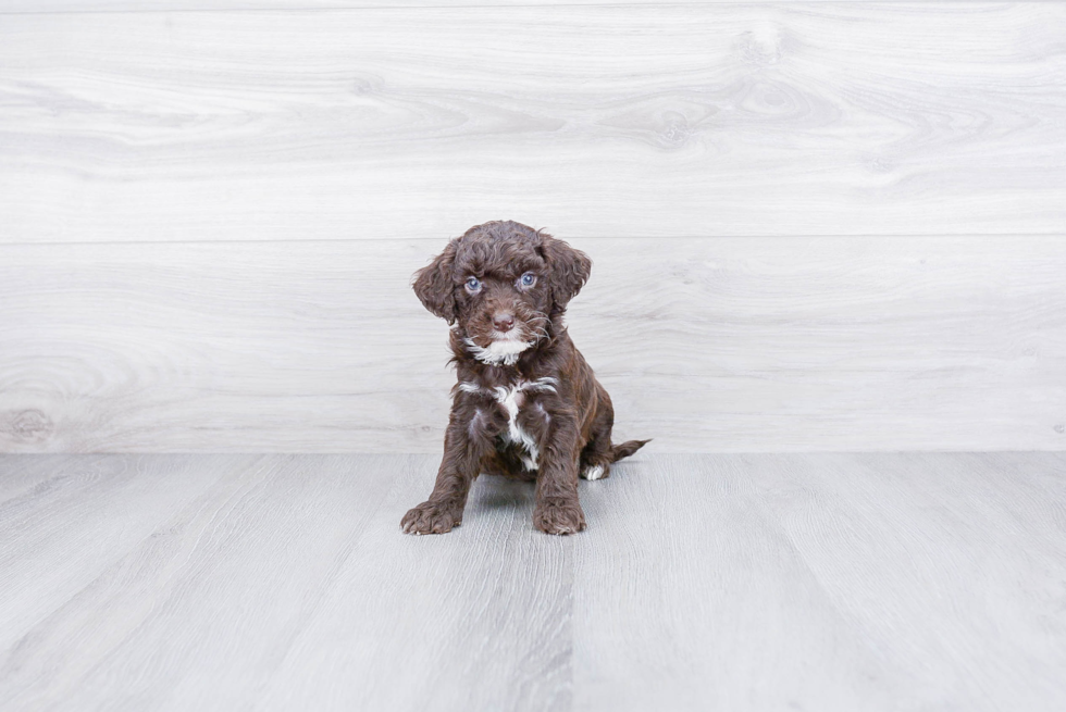 Cute Mini Goldendoodle Baby