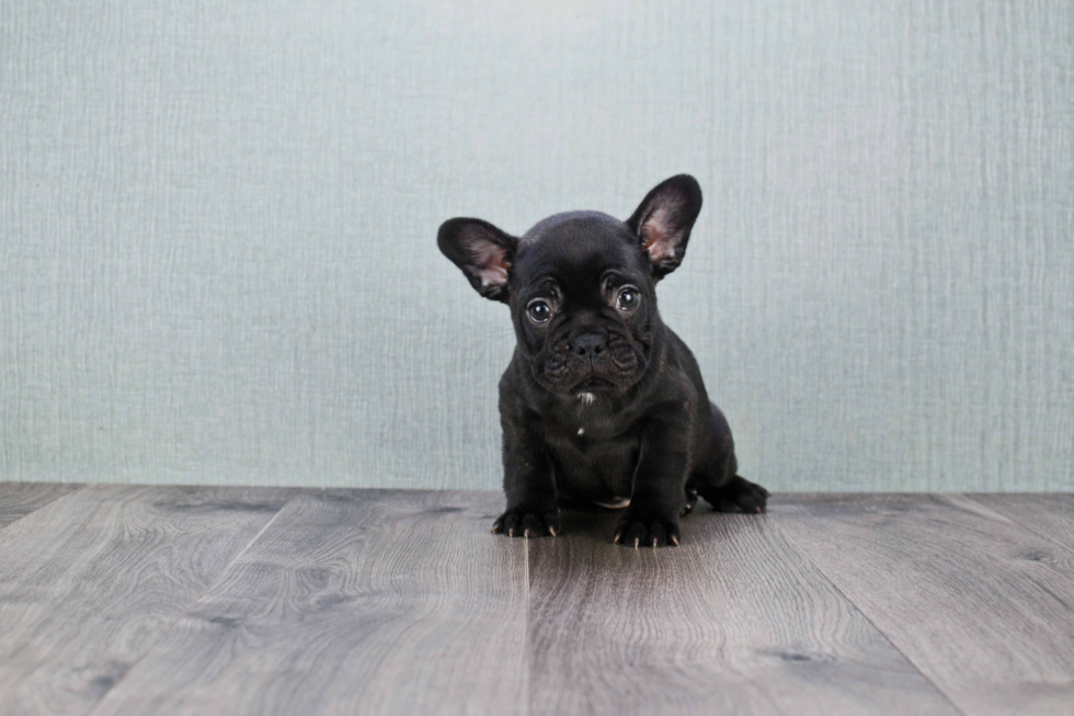 Little French Bulldog Baby