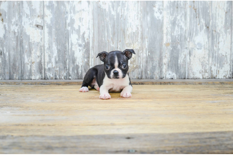 Best Boston Terrier Baby