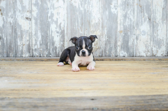 Best Boston Terrier Baby