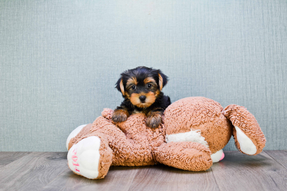 Meet Sonya - our Yorkshire Terrier Puppy Photo 